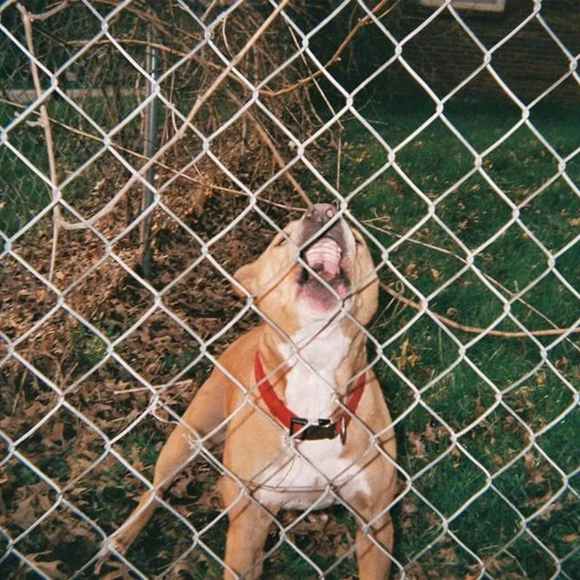 Knocked Loose - Pop Culture [LP - Black/Red/Orange]